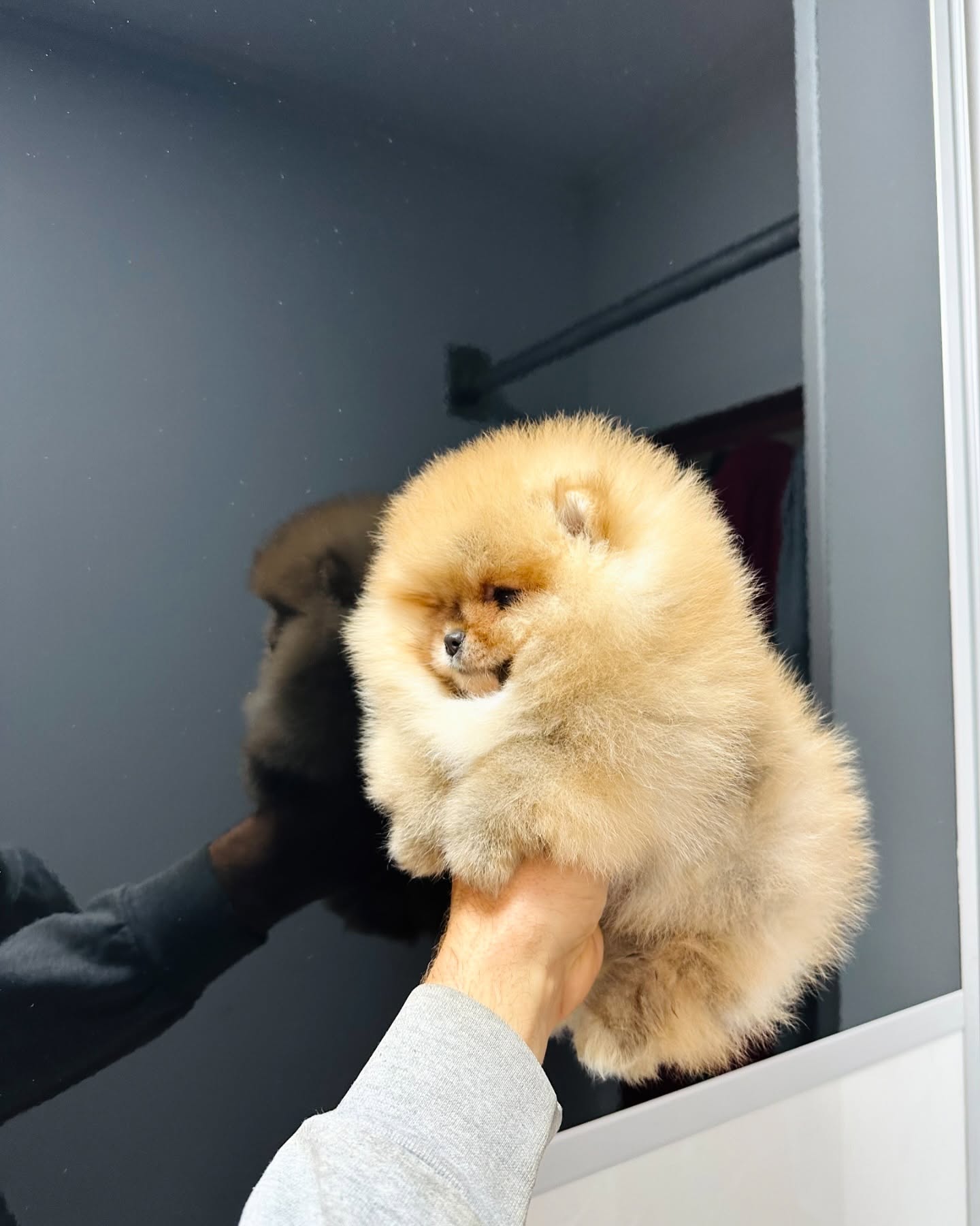 Coco Image