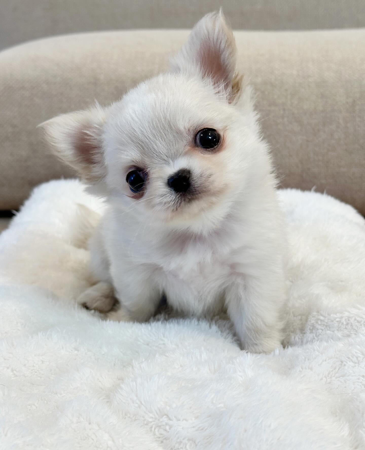 Mocha Image