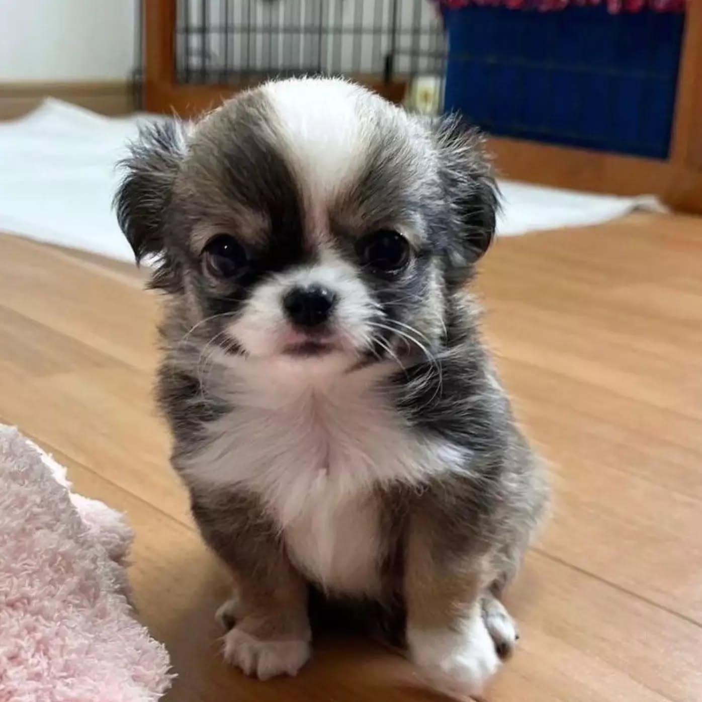 Peanut