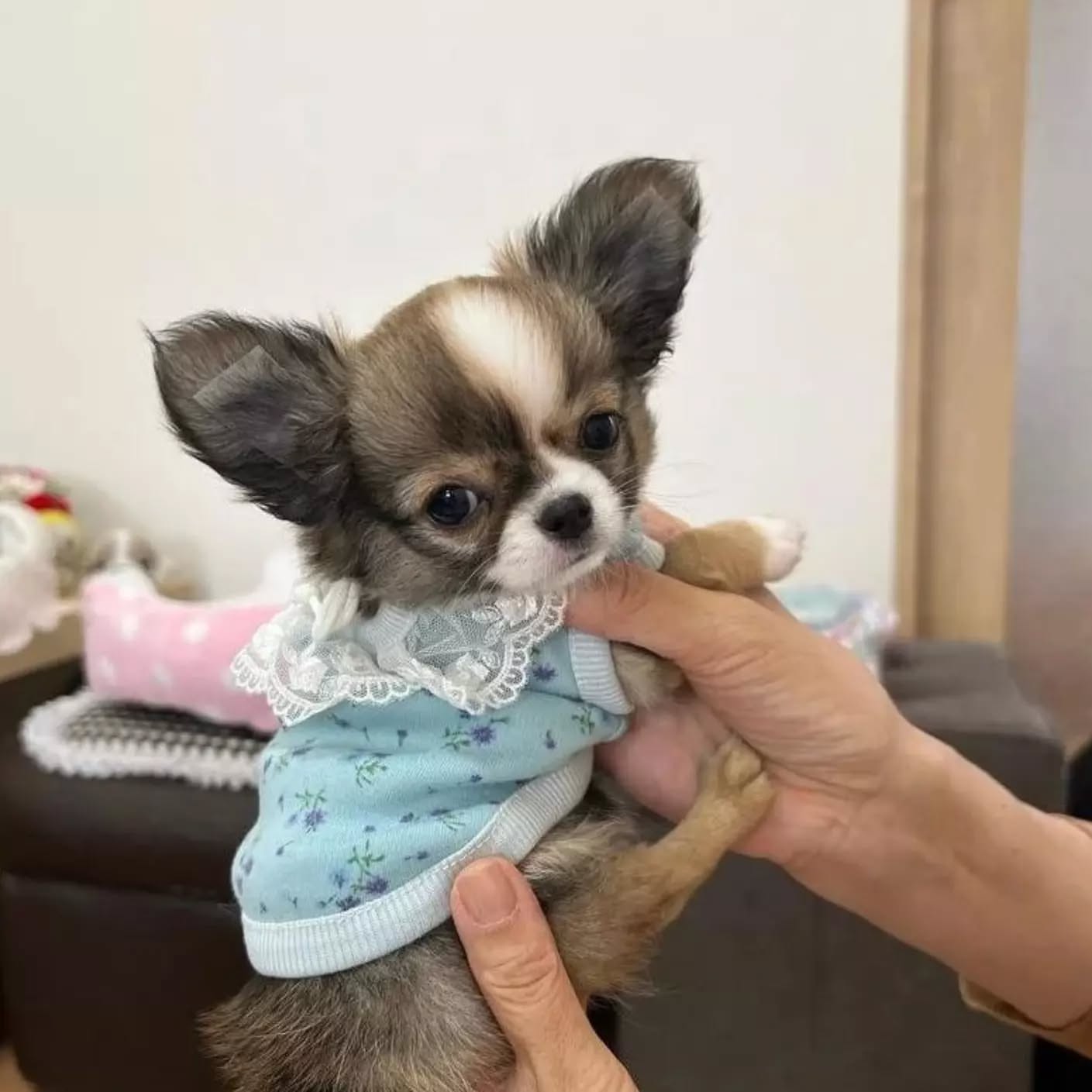 Peanut Image