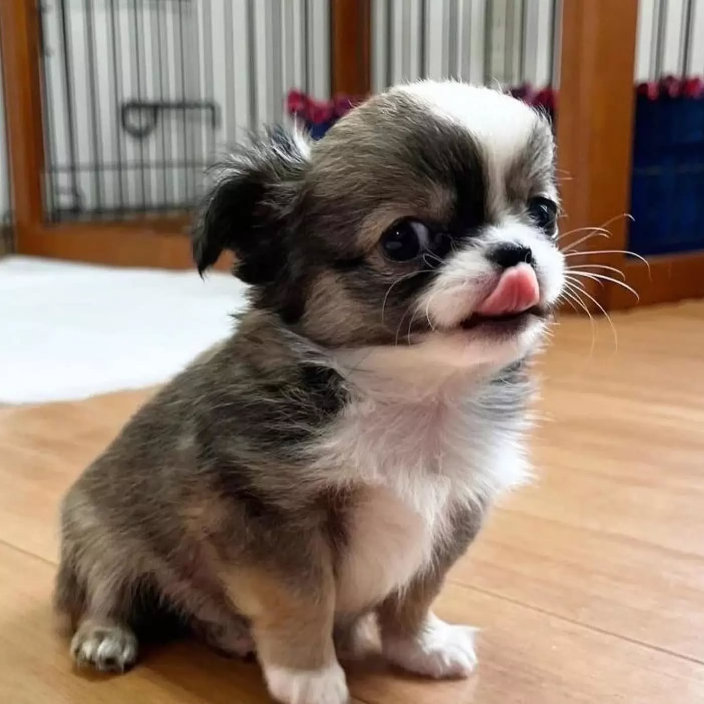 Peanut Image
