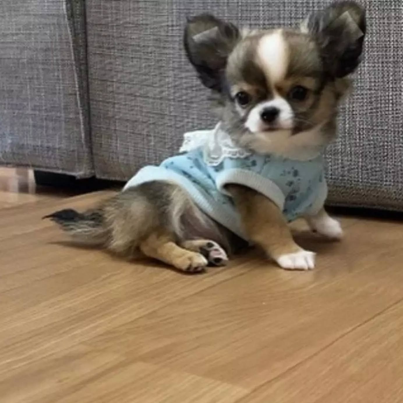 Peanut Image
