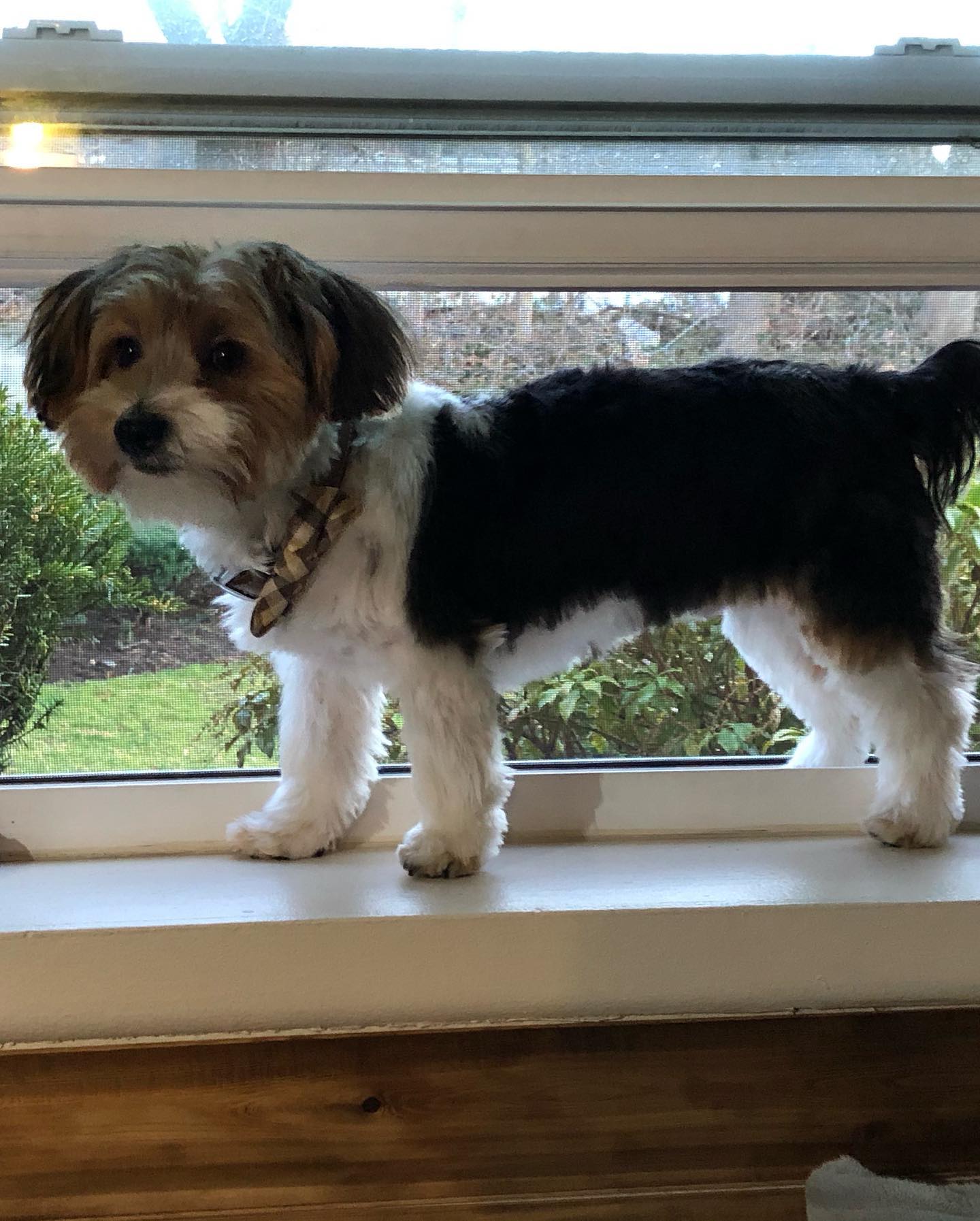 Sadie Image