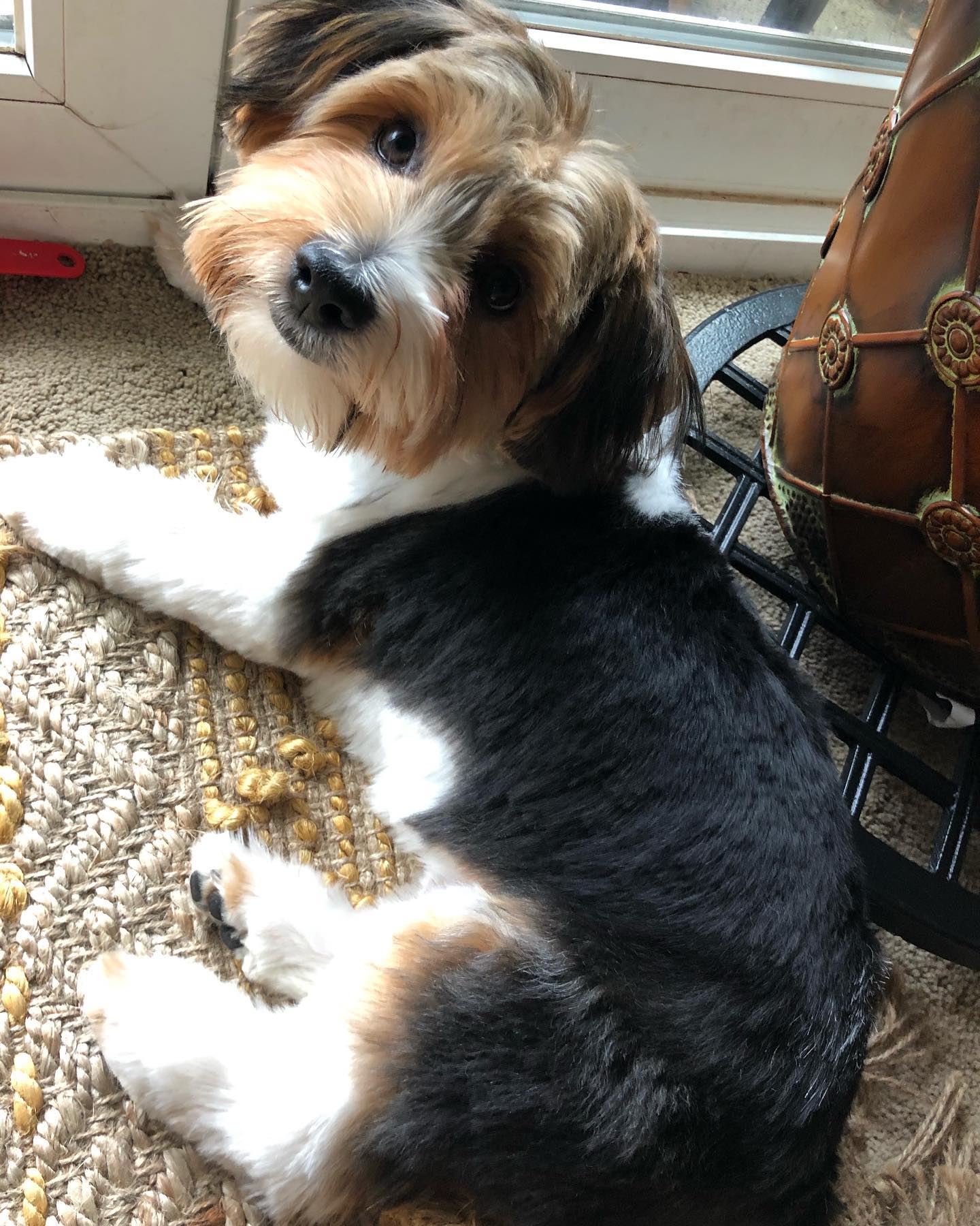 Sadie Image