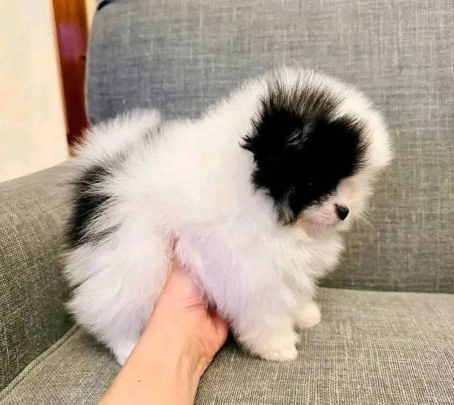 Gracie